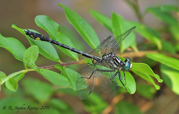 Stenogomphurus consanguis, male